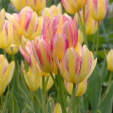 Tulp Antoinette