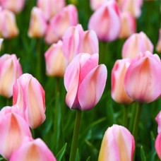 Tulp Bella Blush