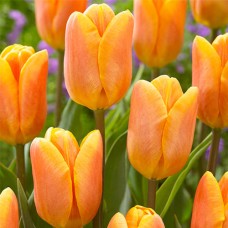 Tulp Bellville