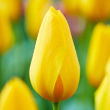 Tulp Big Smile