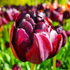 Tulp Black Hero