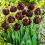 Tulp Black Hero