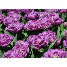 Tulp Blue Diamond