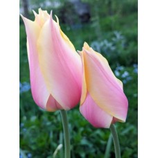 Tulp Blushing Beauty