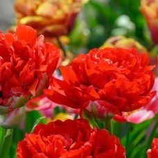 Tulp Bombastic Red