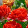 Tulp Bombastic Red