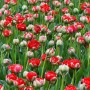 Tulp Bombastic Red