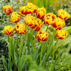 Tulp Bonanza