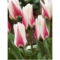 Tulp Border Legend