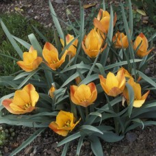 Tulp Batalini Bright Gem