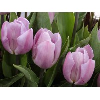 Tulp Candy Prince