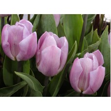 Tulp Candy Prince