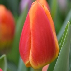 Tulp Carpe Diem