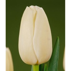 Tulp Catherina