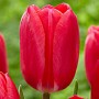 Tulp Cherry Delight