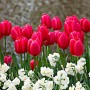 Tulp Cherry Delight