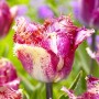 Tulp Colour Fusion