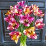 Tulp Colour Fusion