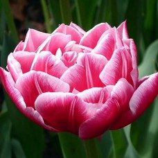 Tulp Columbus