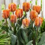 Tulp Comet