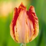 Tulp Comet