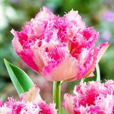 Tulp Cool Crystal