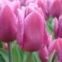 Tulp Copex