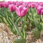 Tulp Copex