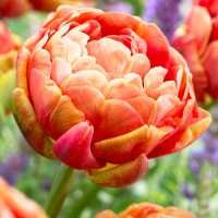 Tulp Copper Image