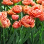 Tulp Copper Image