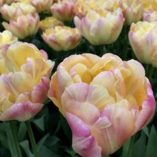 Tulp Creme Upstar