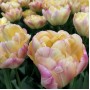 Tulp Creme Upstar