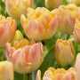 Tulp Creme Upstar