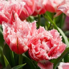 Tulp Crispion Sweet