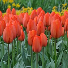 Tulp Darwiorange