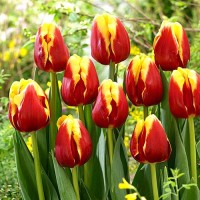 Tulp Denmark