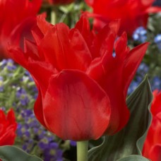 Tulp Double Red Riding Hood