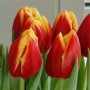 Tulp Dow Jones