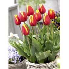 Tulp Dow Jones