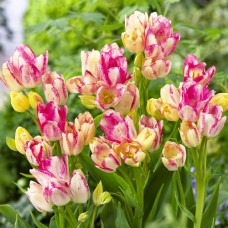 Tulp Dream Club