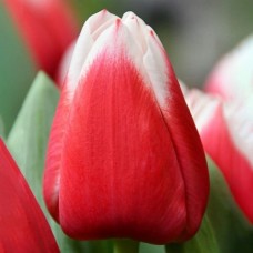 Tulp Dutch Design