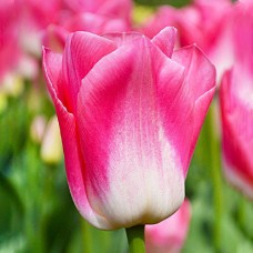 Tulp Dynasty