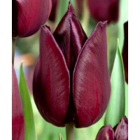 Tulp Eduard Pelger