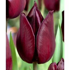 Tulp Eduard Pelger