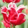 Tulp Elegant Crown