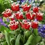 Tulp Elegant Crown