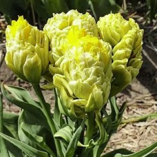 Tulp Emerald Star