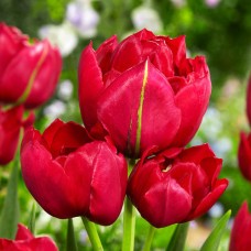 Tulp Estatic