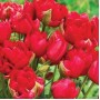 Tulp Estatic