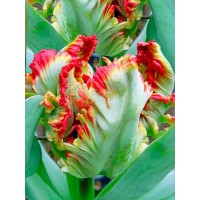 Tulp Exotic Parrot